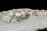 Bargain Hylodecrinus Crinoid Fossil - Crawfordsville, Indiana #68478-4